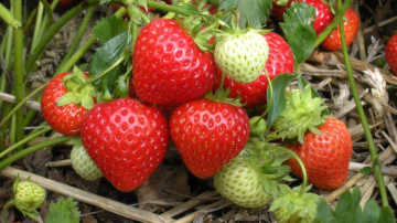 În satul Grătieşti se coc căpşunele în plină iarnă