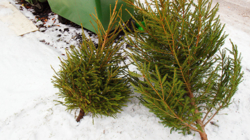 Ce faci cu bradul de Crăciun după ce au trecut Sărbătorile