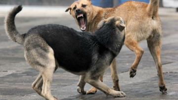 Стая собак напала на жительницу Каушан