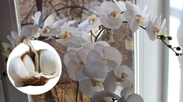 Usturoiul - o salvare pentru orhidei! O lună mai târziu, toate vor înflori