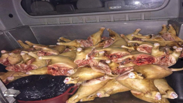 Carne de porc fără acte de provenienţă, pe tarabele de la Piaţa Centrală