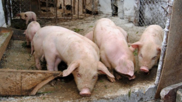 В Каушанах выявлена новая вспышка африканской чумы свиней