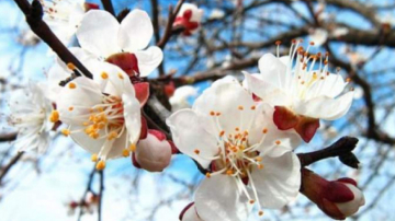 Vine sau nu primăvara adevărată? Ce spun meteorologii!