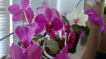 Cum salvezi o orhidee ofilită? Trucul simplu și eficient