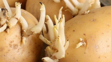 Este sau nu periculos să mâncăm cartofi încolțiți