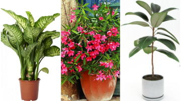 Plante otrăvitoare pe care le primim în casă fără să ştim că ne pot trimite la medic