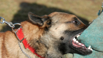 O fetiță de 9 ani a fost mușcată de un câine de rasă