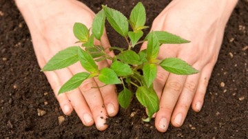 Когда сажать овощи в огороде