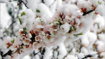 Будет ли в апреле снегопад, и каким будет лето в Молдове: прогнозы синоптиков