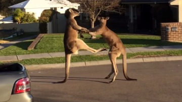 Эти кенгуру решили поколотить друг друга прямо посреди жилого квартала в Австралии