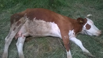 Furtună și ploaie cu grindină la Căușeni. Un fir rupt, de înaltă tensiune, a ucis trei vaci