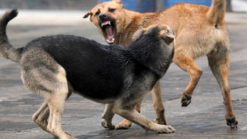 Maidanezii din Chișinău vor fi sterilizaţi