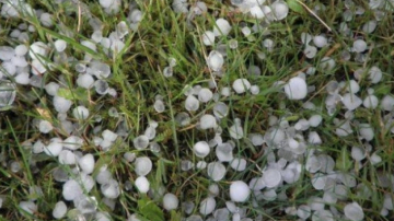 Sute de hectare de produse agricole, distruse din cauza ploilor cu grindină