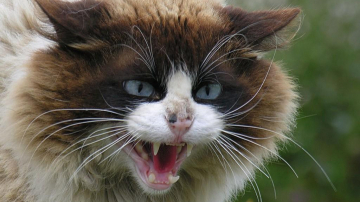 Un copil a fost mușcat de o pisică infectată cu rabie