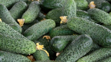 2 soluții eficiente să scapi de gustul amar al castraveților