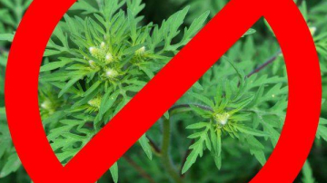 Atenție! Ambrozia poate provoca alergii grave sau chiar astm