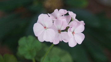 4 plante de cameră care tratează