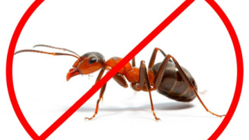 Cum scapi de furnici. Remediile naturale care dau rezultate imediat