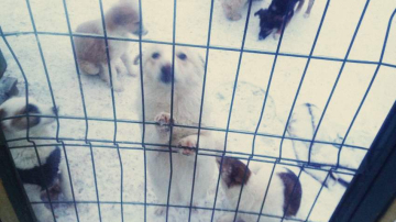 SOS! Приют «Островок надежды» должен освободить землю в течение 10 дней. Перепост!