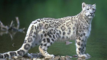 Animale exotice la menajerie