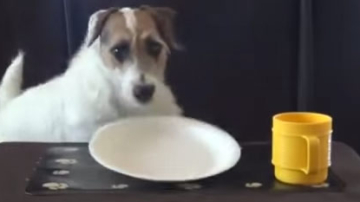 Cu un astfel de câine minunat nici de soție nu mai ai nevoie. Visul fiecărui iubitor de câine!