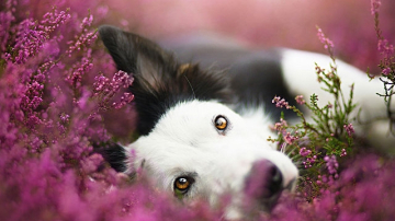 Cele mai frumoase fotografii! Catei surprinsi in ipostaze care te topesc instant