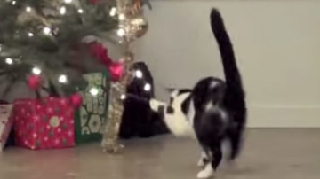 O luptă disperată între pisici și brazii de Anul Nou. Vedeți cine ies învingători!