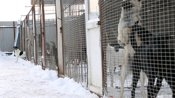 "Riscă să moară de foame". Proprietara unui azil de câini nu mai poate întreţine patrupezii