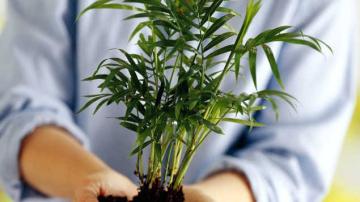 Uimitor! Ce se întîmplă dacă ai în casa ta plante de interior?