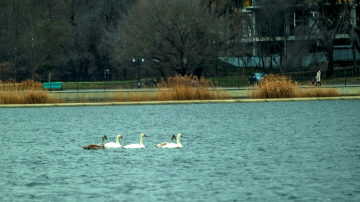 На Комсомольском озере появились лебеди (ФОТО)