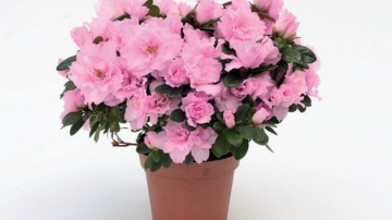 ATENŢIE la plantele ornamentale din locuinţă! TOP 3 flori periculoase care TE POT UCIDE