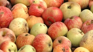 Чудовищные находки в одном из детсадов Фалешт: чем кормили детей