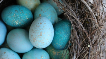 Sărbătorile de Paști: cum vopsești ouăle cu frunze de varză