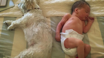 Новорожденная дочь Миллы Йовович спит с собакой