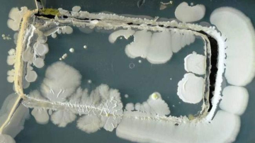 Шокирующая правда о том, сколько микробов накапливает мобильный телефон