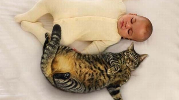 Apariția nou-născutului în casă: patrupedul își face griji