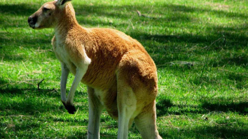 Noi locatari la Grădina Zoologică din capitală