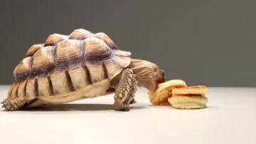 Micile broaște țestoase încearcă să mănânce blinii