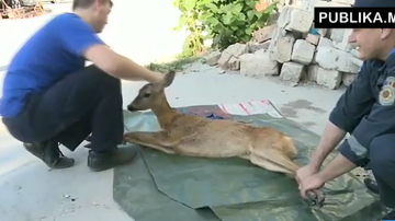 В "Валя морилор" спасли детеныша косули