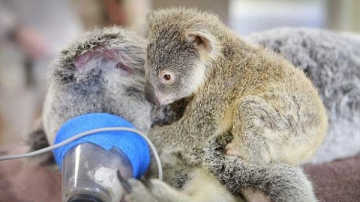 Un pui de koala își încurajează mama în timpul unei operații! Foarte emoționant!