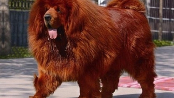 10 самых дорогих домашних животных. На этих питомцах можно разориться