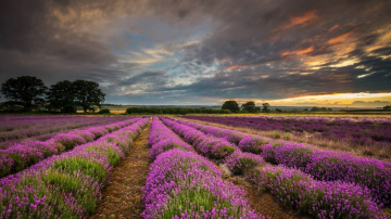 Где устроить фотосессию в лавандовом поле в Молдове: полная инструкция