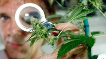 În Republica Moldova se pledează pentru legalizarea canabisului