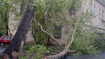 Doi plopi au făcut ravagii în sectorul Botanica