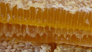 Мед в Молдове в этом году подорожает на треть