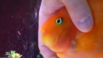 În fiecare seară peștele își așteaptă cu nerăbdare stăpânul. Nu vei ghici niciodată de ce anume