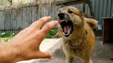 В Молдове почти вдвое выросло число случаев бешенства