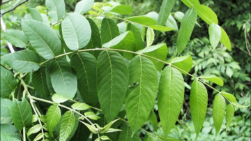 Frunzele de nuc, tratament minune pentru sănătate și frumusețe