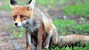 В Молдове увеличилось число больных бешенством животных
