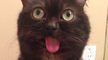 Кот с высунутым языком стал новой звездой Instagram